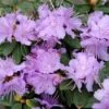 Dwergrhododendron (Rhododendron 'Ramapo') -Tuinplanten Winkel rhramapo 1