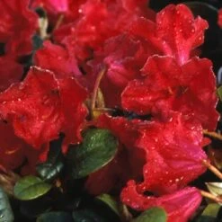 Dwergrhododendron (Rhododendron 'Scarlet Wonder') -Tuinplanten Winkel rhswonde 1