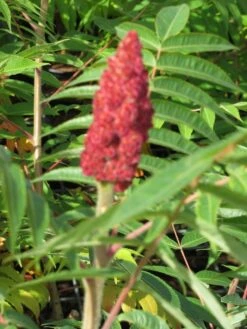 Fluweelboom, Struik (Rhus Typhina) -Tuinplanten Winkel rhus typhina 1