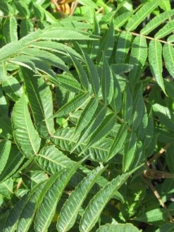 Fluweelboom, Struik (Rhus Typhina) -Tuinplanten Winkel rhus typhina 2