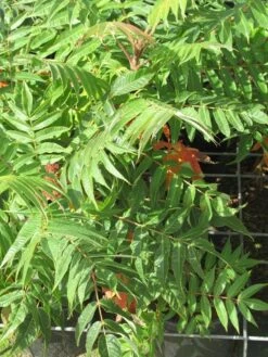 Fluweelboom, Struik (Rhus Typhina) -Tuinplanten Winkel rhus typhina 4