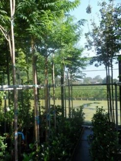 Fluweelboom (Rhus Typhina 'Dissecta' (laciniata)) 7 Fluweelboom (Rhus Typhina 'Dissecta' (laciniata)) -Tuinplanten Winkel rhus typhina dissecta 10 12ho cont. 1