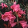 Rhododendron (Rhododendron 'Winsome') -Tuinplanten Winkel rhwinsom 2