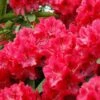 Rhododendron (Rhododendron 'Wilgen's Ruby') -Tuinplanten Winkel rhwruby 2
