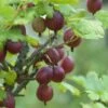 Rode Kruisbes Ribes Uva-crispa ‘Captivator’ -Tuinplanten Winkel ribes uva crispa captivatorv01