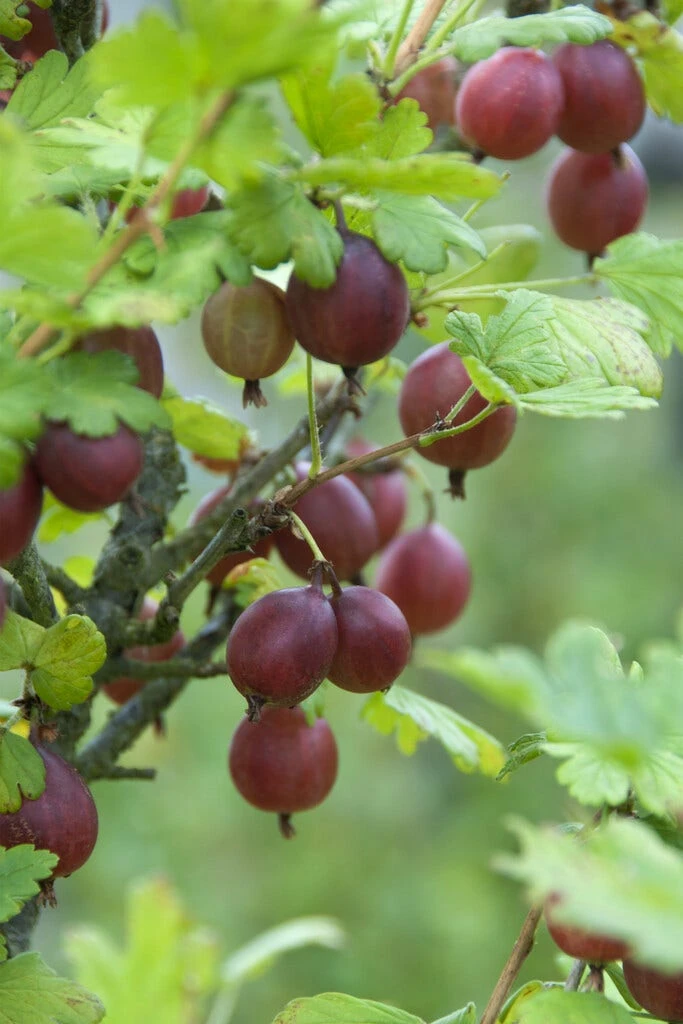 Rode Kruisbes Ribes Uva-crispa ‘Captivator’ 3 Rode Kruisbes Ribes Uva-crispa ‘Captivator’