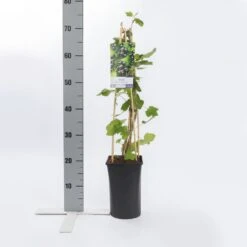 Zwarte Bes (Ribes Nigrum 'Ben Nevis') -Tuinplanten Winkel ribes nigrum ben nevis
