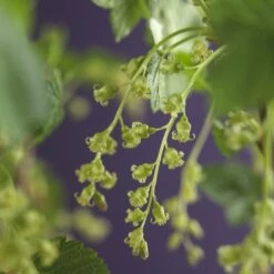 Zwarte Bes (Ribes Nigrum 'Ben Nevis') -Tuinplanten Winkel ribes nigrum ben nevis 3