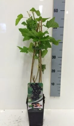 Zwarte Bes (Ribes Nigrum 'Titania') -Tuinplanten Winkel ribes nigrum black c2