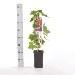 Rode Bes (Ribes Rubrum 'Jonkheer Van Tets') -Tuinplanten Winkel ribes rubrum jonkheer van tets