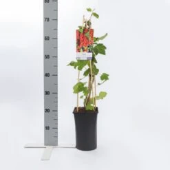 Rode Bes (Ribes Rubrum 'Jonkheer Van Tets') -Tuinplanten Winkel ribes rubrum jonkheer van tets 2