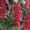Rode Bes (Ribes Rubrum 'Jonkheer Van Tets') 1 Rode Bes (Ribes Rubrum 'Jonkheer Van Tets') -Tuinplanten Winkel ribes rubrum jonkheer van tets 3