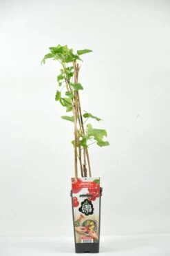Rode Bes (Ribes Rubrum 'Jonkheer Van Tets') -Tuinplanten Winkel ribes rubrum jonkheer van tets rp2l rode bes vroeg