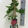 Aalbes (Ribes Rubrum) -Tuinplanten Winkel ribes rubrum red c2