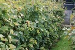 Aalbes (Ribes Rubrum 'Rovada') -Tuinplanten Winkel ribes rubrum rovada 2