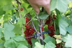 Aalbes (Ribes Rubrum 'Rovada') -Tuinplanten Winkel ribes rubrum rovada 3