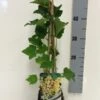 Witte Bes (Ribes Rubrum Wit) -Tuinplanten Winkel ribes rubrum white c2