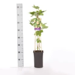 Witte Bes (Ribes Rubrum 'Witte Parel') 8 Witte Bes (Ribes Rubrum 'Witte Parel') -Tuinplanten Winkel ribes rubrum white pearl