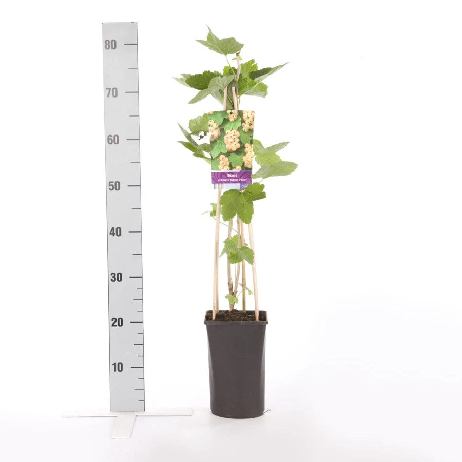 Witte Bes (Ribes Rubrum 'Witte Parel') 5 Witte Bes (Ribes Rubrum 'Witte Parel') - Afbeelding 3