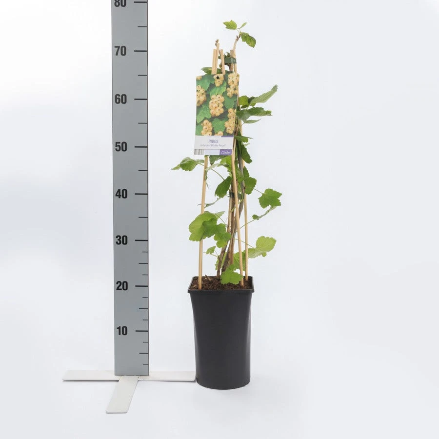 Witte Bes (Ribes Rubrum 'Witte Parel') 6 Witte Bes (Ribes Rubrum 'Witte Parel') - Afbeelding 4