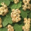 Witte Bes (Ribes Rubrum 'Witte Parel')