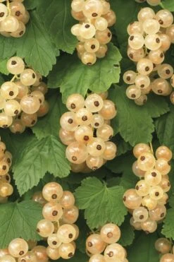 Witte Bes (Ribes Rubrum 'Witte Parel')