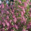 Ribes (Ribes Sanguineum) 1 Ribes (Ribes Sanguineum) -Tuinplanten Winkel ribes sanguineum