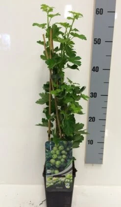 Groene Kruisbes (Ribes Uva-crispa 'Hinnonmaki Grön') -Tuinplanten Winkel ribes u. c. green c2