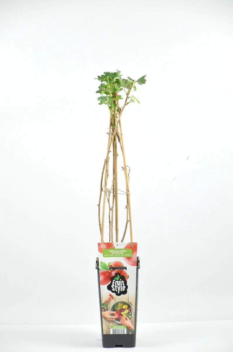 Rode Kruisbes Ribes Uva-crispa ‘Captivator’ 4 Rode Kruisbes Ribes Uva-crispa ‘Captivator’ - Afbeelding 2