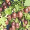 Rode Kruisbes Op Stam (Ribes Uva-crispa 'Hinnonmaki Röd') -Tuinplanten Winkel ribes uva crispa hinnom ki r d 2 1