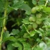 Groene Kruisbes (Ribes Uva-crispa 'Hinnonmaki Grön') 2 Groene Kruisbes (Ribes Uva-crispa 'Hinnonmaki Grön') -Tuinplanten Winkel ribes uva crispa hinnonmaeki 3 1