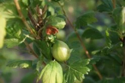 Groene Kruisbes (Ribes Uva-crispa 'Hinnonmaki Grön') -Tuinplanten Winkel ribes uva crispa hinnonmaki gr n lage res 1
