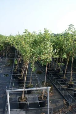 Groene Kruisbes (Ribes Uva-crispa 'Hinnonmaki Grön') -Tuinplanten Winkel ribes uva crispa hinnonmaki gr n stam lage res 3