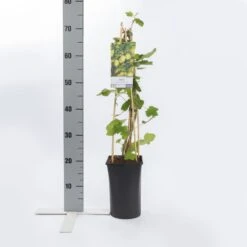 Kruisbes (Ribes Uva-crispa 'Invicta') -Tuinplanten Winkel ribes uva crispa invicta