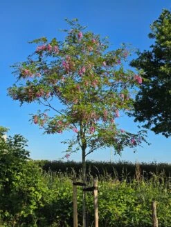 Acacia (Robinia Margaretta 'Casque Rouge') -Tuinplanten Winkel robinia