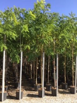 Acacia (Robinia Margaretta 'Casque Rouge') -Tuinplanten Winkel robinia caque rouge 8 10