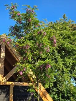 Acacia (Robinia Margaretta 'Casque Rouge') -Tuinplanten Winkel robinia casque rouge