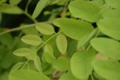 Gele Acacia (Robinia Pseudoacacia 'Frisia') -Tuinplanten Winkel robinia pseud. frisia 3