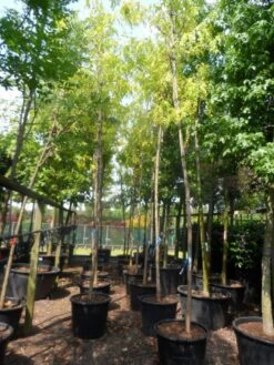 Gele Acacia (Robinia Pseudoacacia 'Frisia') -Tuinplanten Winkel robinia pseudoacacia frisia 14 16ho c110