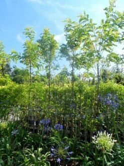 Gele Acacia (Robinia Pseudoacacia 'Frisia') -Tuinplanten Winkel robinia pseudoacacia frisia 8 10ho cont