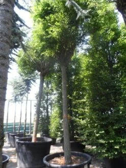 Bolacacia (Robinia Pseudoacacia 'Umbraculifera') -Tuinplanten Winkel robinia pseudoacacia umbraculifera 35 40ho c500