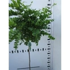 Bolacacia Op Stam (Robinia Pseudoacacia 'Umbraculifera') -Tuinplanten Winkel robinia pseudoacacia umbraculifera 90cm 1