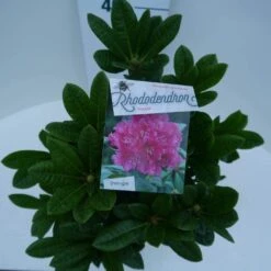 Rhododendron (Rhododendron 'Rocket') -Tuinplanten Winkel rocket c5 boven