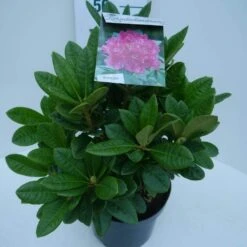 Rhododendron (Rhododendron 'Rocket') -Tuinplanten Winkel rocket c5 zij