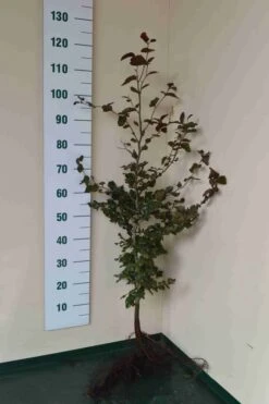 Rode Beukenhaag (Fagus Sylvatica 'Atropunicea') -Tuinplanten Winkel rode beuk 100 125cm