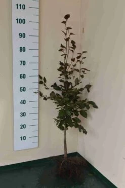 Rode Beukenhaag (Fagus Sylvatica 'Atropunicea') -Tuinplanten Winkel rode beuk 80 100cm