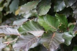 Rode Beukenhaag (Fagus Sylvatica 'Atropunicea') -Tuinplanten Winkel rode beukenhaag 2