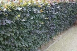 Rode Beukenhaag (Fagus Sylvatica 'Atropunicea') -Tuinplanten Winkel rode beukenhaag 6