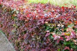 Rode Beukenhaag (Fagus Sylvatica 'Atropunicea') -Tuinplanten Winkel rodebeuk fagussylvatica atropurpurea haag at lm01