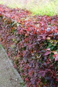 Rode Beukenhaag (Fagus Sylvatica 'Atropunicea') -Tuinplanten Winkel rodebeuk fagussylvatica atropurpurea haag at lm02
